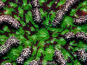 This is an old film shot of a soft coral growing on the s... by Patrick Smith 